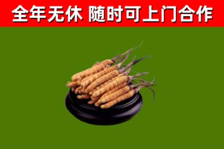 雨花区回收散虫草